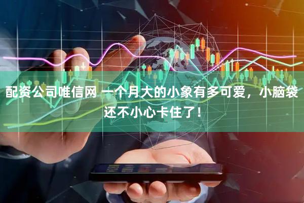配资公司唯信网 一个月大的小象有多可爱，小脑袋还不小心卡住了！